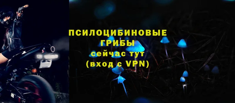 Псилоцибиновые грибы Psilocybe  где найти   darknet наркотические препараты  Карабулак 